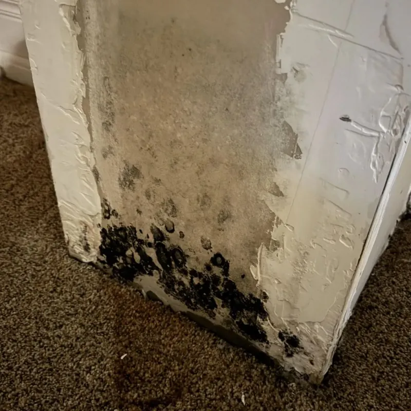 Professional Mold Removal in West Bradenton, FL